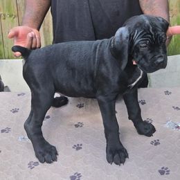 Black - Black male Cane Corso puppy in Jacksonville, Florida from Fleming Cane Corso's
