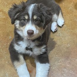 Miniature Australian Shepherd Puppies from Integrity Aussies