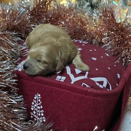 Prancer - Red  female Goldendoodle puppy in Home, Pennsylvania from Plum Creek Acres Next Generation