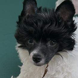 Boy 2 - White and black male Chinese Crested puppy in Florida from BryMar Chinese Cresteds
