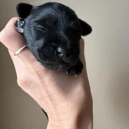 Grant - Black male Miniature Schnauzer puppy in Hollywood, South Carolina from Lowcountry Dreams Schnauzers