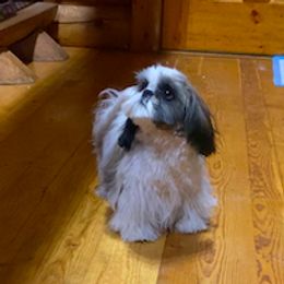 Pickles - Shih Tzu