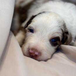 Jasper AKC - Red merle male Australian Shepherd puppy in Polk City, Florida from Skaky Shepherds