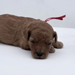 Red Nova - Red  female Goldendoodle puppy in Cincinnati, Ohio from KSchott Kennels