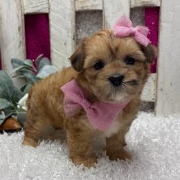 Lola - Merle female Shihpoo puppy in West Plains, Missouri from Puppies-4U