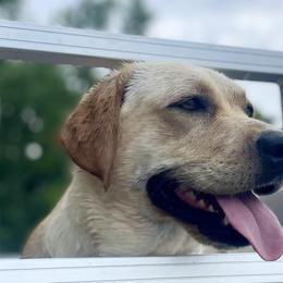 Labrador Retrievers from Riverbourne Labradors