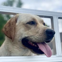 Labrador Retrievers from Riverbourne Labradors