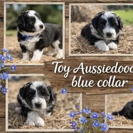Blue collar toy - Black tri-color male Aussiedoodle puppy in 32046, Florida from River Hill Ranch