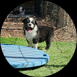 Sammy - Black tri male Toy Australian Shepherd puppy in Snowflake, Arizona from Halfpint Aussies