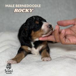 Rocky (Grey Collar) - Tri-color male Bernedoodle puppy in Palmetto Bay, Florida from SOMIDOODLES