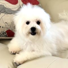 Bologneses from MyDarlingDogs-Rowena