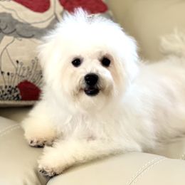 Bologneses from MyDarlingDogs-Rowena
