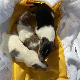 Girl 2 - female Collie puppy in St Stephens, Wyoming from Desert Kennels