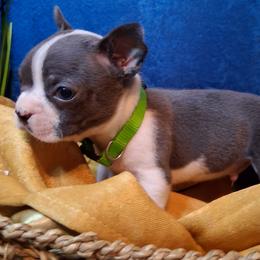 Nico - Black brindle and white male Boston Terrier puppy in Smallett, Missouri from B's Bostons