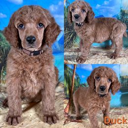 Duck - Red  male Poodle puppy in Swansboro, North Carolina from Monarch Standard Poodles