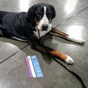 Bismillah - Greater Swiss Mountain Dog