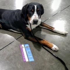 Bismillah - Greater Swiss Mountain Dog