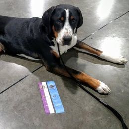 Bismillah - Greater Swiss Mountain Dog