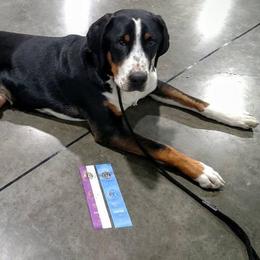 Bismillah - Greater Swiss Mountain Dog