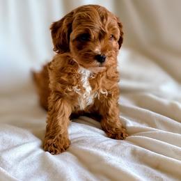 Princess - Red female Cockapoo puppy in Utica, Ohio from Poodle Me Crazy