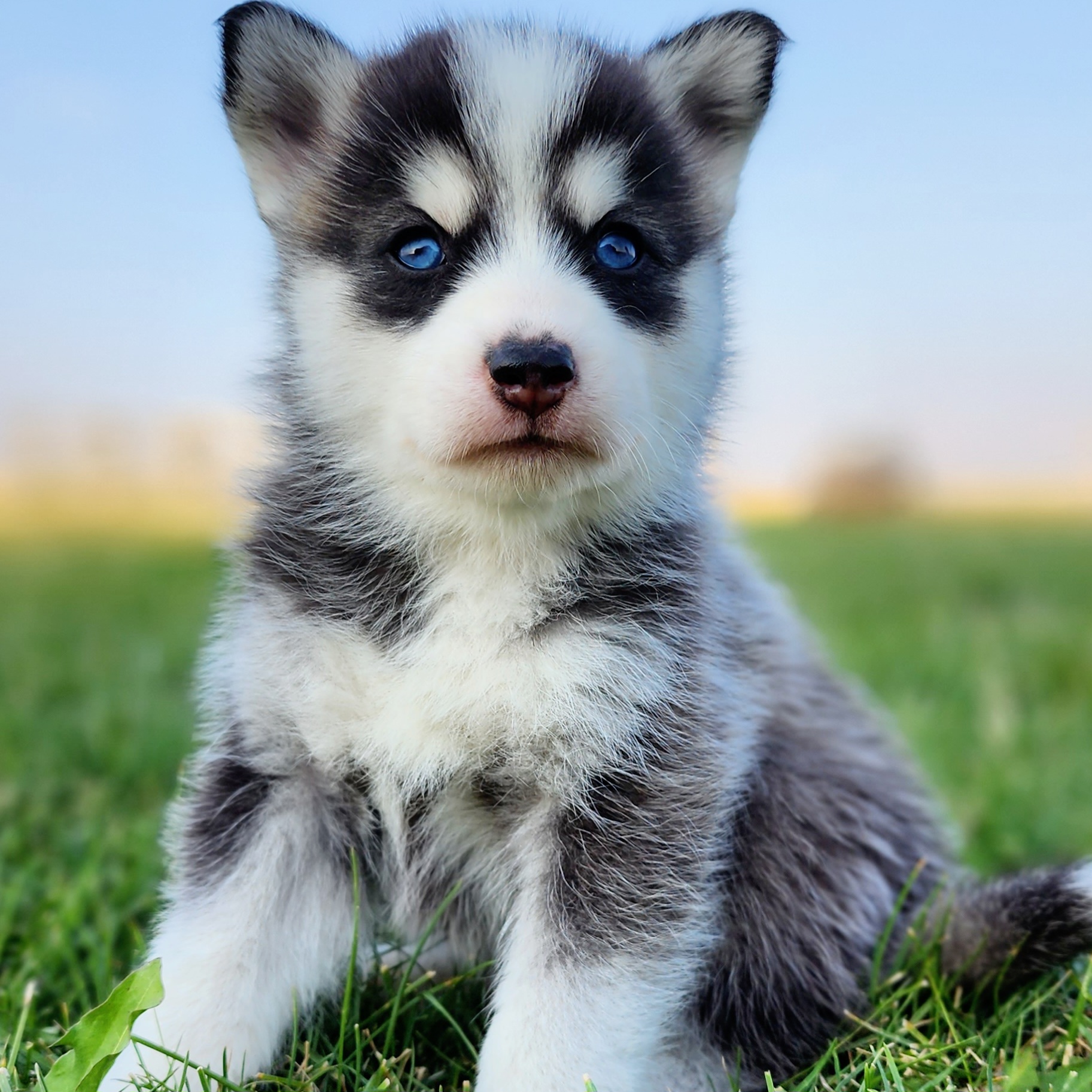 Pomsky Puppies from Big Sky Pomskies