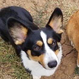 Trooper - Pembroke Welsh Corgi