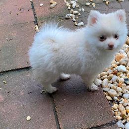 Pomeranians from Peaches Precious Poms