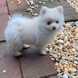 Pomeranians from Peaches Precious Poms