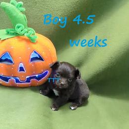 Chocolate Male Long Coat - Chocolate male Chihuahua puppy in Medina, Ohio from T Tiny Treasures