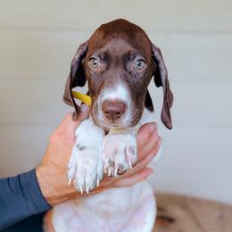 Boy 1 - Yellow - White and liver male German Shorthaired Pointer puppy in Lake City, Fl, Florida from Spradley Springers & GSP's