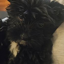 Shih Tzu and Yorkshire Terrier Puppies from Ali Paws Acres