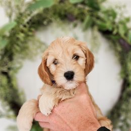 Australian Labradoodle Puppies from Bourbon Rose Australian Labradoodles