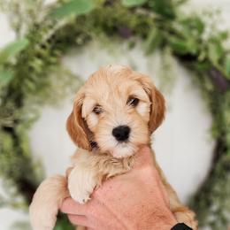 Australian Labradoodle Puppies from Bourbon Rose Australian Labradoodles