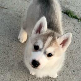 Gray girl - Gray and white female Siberian Husky puppy in Jacksonville, North Carolina from Seabound Siberians