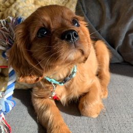Cavalier King Charles Spaniel Puppies from Colorful Cavaliers