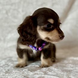 Jade - Chocolate and cream female Dachshund puppy in Lincoln, Arkansas from Red Dirt Dachshunds