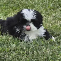 Black female 2 - Black and white female Shih Tzu puppy in Newark, Ohio from Gemini Kennels