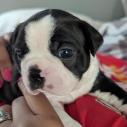 Boston Terrier Puppies from Boston's Boston Terriers AKC