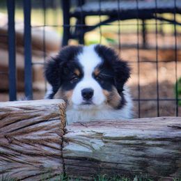 Australian Shepherd Puppies from HHK (Hot House Kennel)