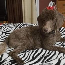 Poodles from Moyen Mayhem