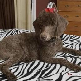 Poodles from Moyen Mayhem