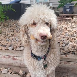 Fancy - Poodle