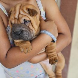 Rocky - Red fawn male Chinese Shar-Pei puppy in Bakersfield, California from Cashmerewrinkles