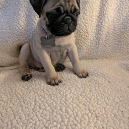 Pug Puppies from Lisa's Pugalicious Pugs