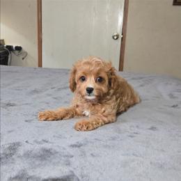 Pebbles - Apricot female Cavapoo puppy in Copan, Oklahoma from Tatums cavapoos