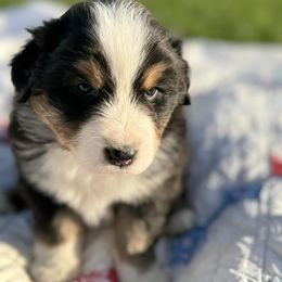 Australian Shepherd Puppies from White Silo Aussies
