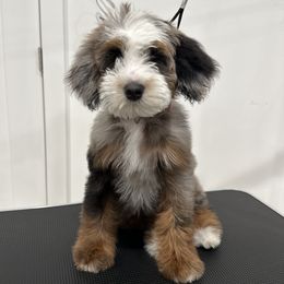 Bernedoodle Puppies from Main Street Bernedoodles