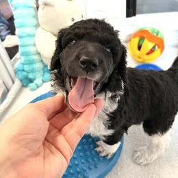 Poodle Puppies from Apricity Poodles
