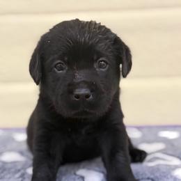 Black male 2 - Black male Labrador Retriever puppy in Edgefield, South Carolina from Backwoods Pond Labradors LLC