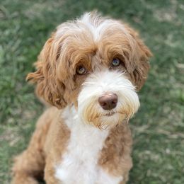 Indie - Australian Labradoodle